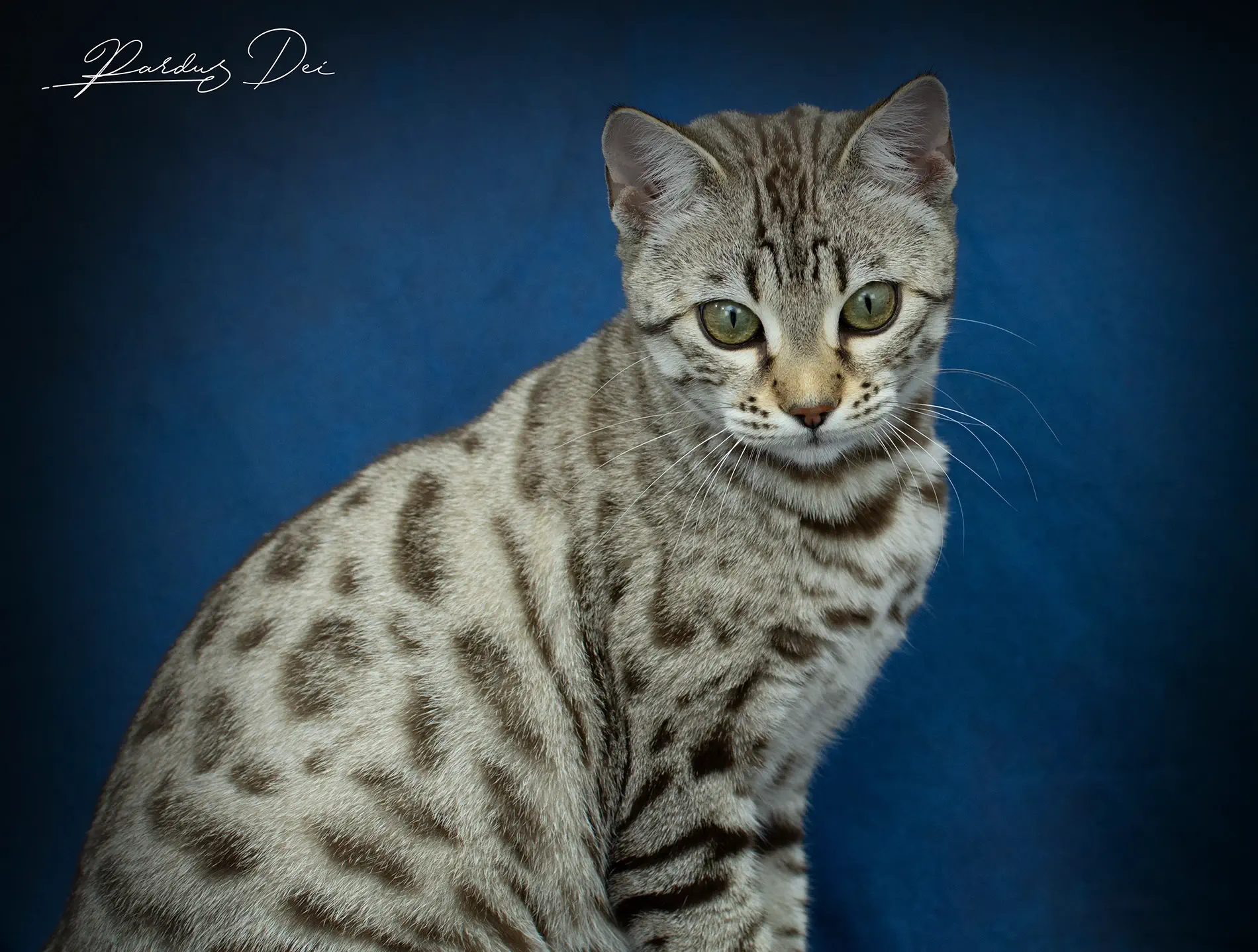 chat bengal